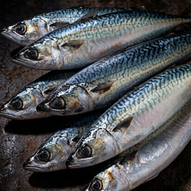 Fresh Pacific Mackerel