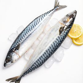 Fresh Pacific Mackerel